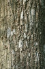 Ash bark