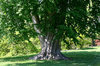 Beech in summer