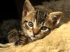 my kitty