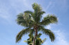 Coconut palms