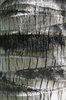 Coconut bark