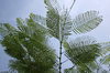 Fine fronds
