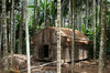Jungle hut