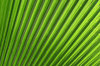 Fan palm