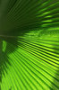 Fan palm