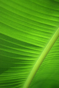 Banana leaf