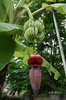 Banana flower