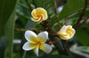 Frangipani