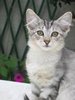 kitten 