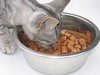 cat meal