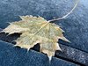 frozen leaf