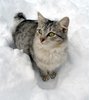 in the snow 3