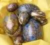easter eggs 1
