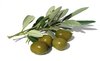 olives 2