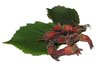 hazelnuts