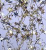 christmas stars 2