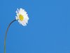 little daisies 1