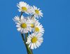 little daisies 3