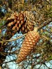 pine cone  4