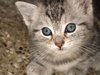 little kitty 1