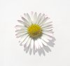 white daisy
