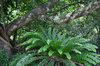 Fern