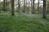 Bluebells 1