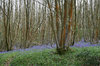 Bluebells 3