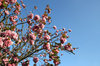 Cherry blossom
