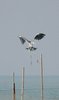 Ardea herodias