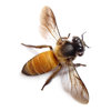 Honey Bee
