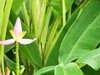 Pond flower