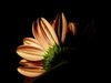 Petal Scars