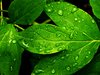 Fresh Leaves 1