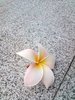 Frangipani on Granite 3