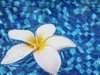 Frangipani in Water 1