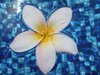 Frangipani in Water 4