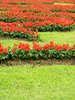 Red flowers