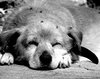 Dog sleeping