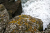 Coastal lichens
