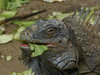 Iguana 2
