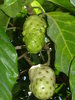Noni Fruit