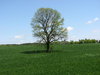 Lonely Tree