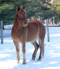 Horse in Winter 1
