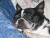Sleeping Dog