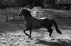 Black & White Horse