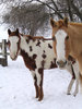 Two Horses 2