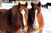 Two Horses  3