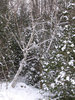 Snowy Scenes 4