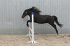 Flying Horses 3